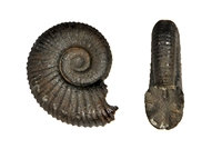 Acanthoplites nolani